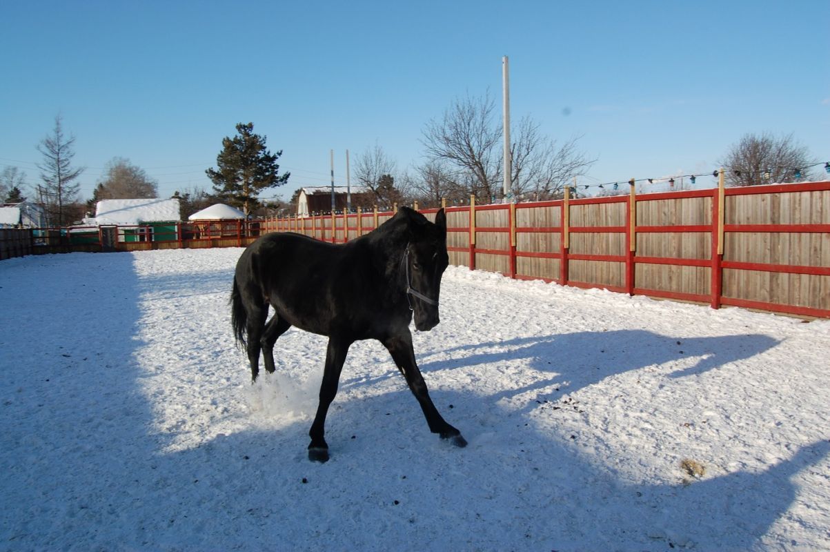 Встречи с&nbsp;лошадьми и&nbsp;закономерности жизни: история хабаровчанки