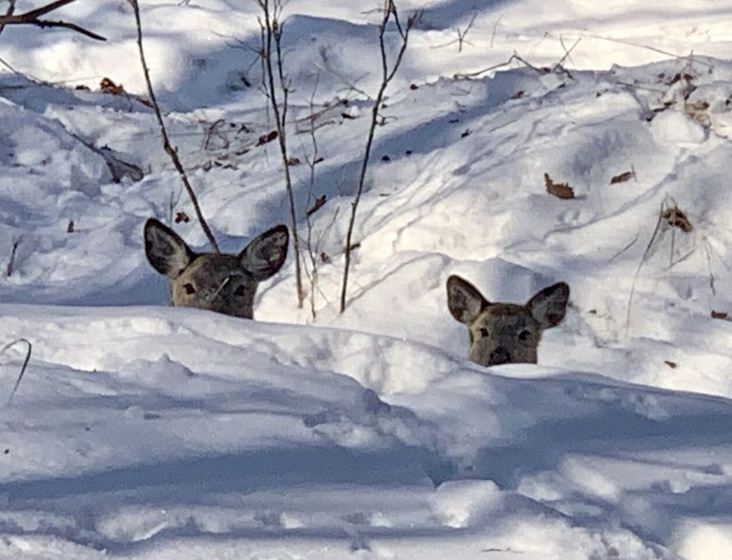 В дальневосточном национальном парке усилили подкормку копытных