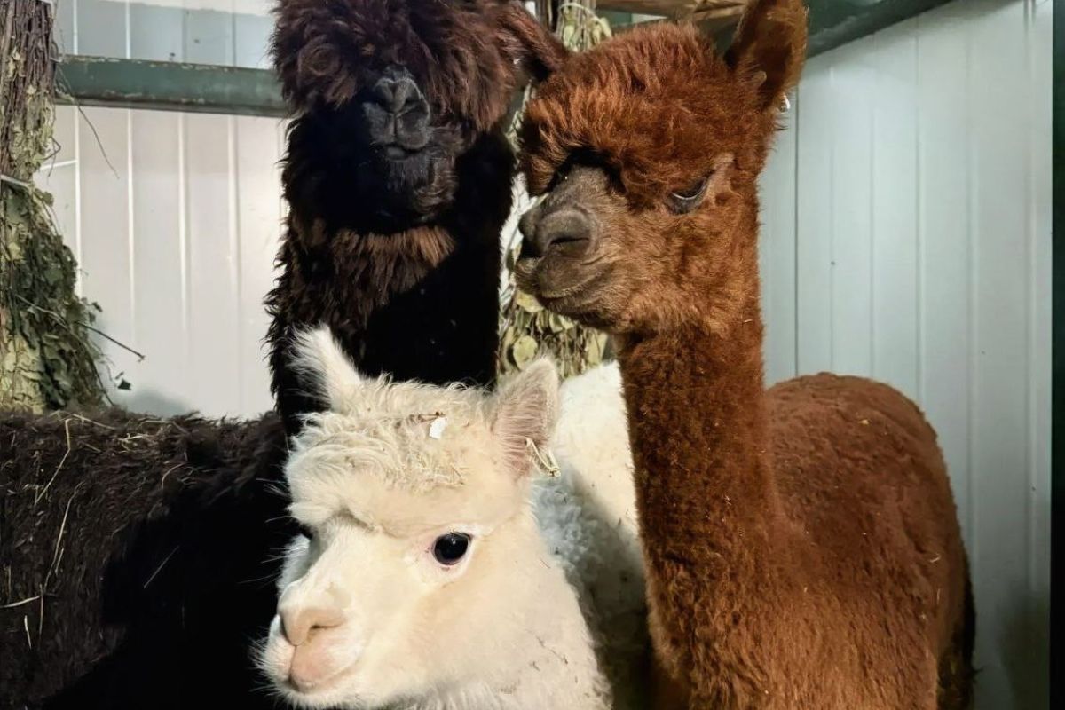 Южноамериканских альпак впервые показали гостям хабаровского зоосада