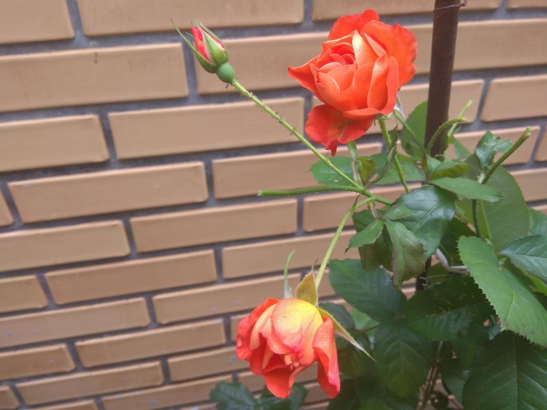 Черенкование роз в августе: хабаровский опыт