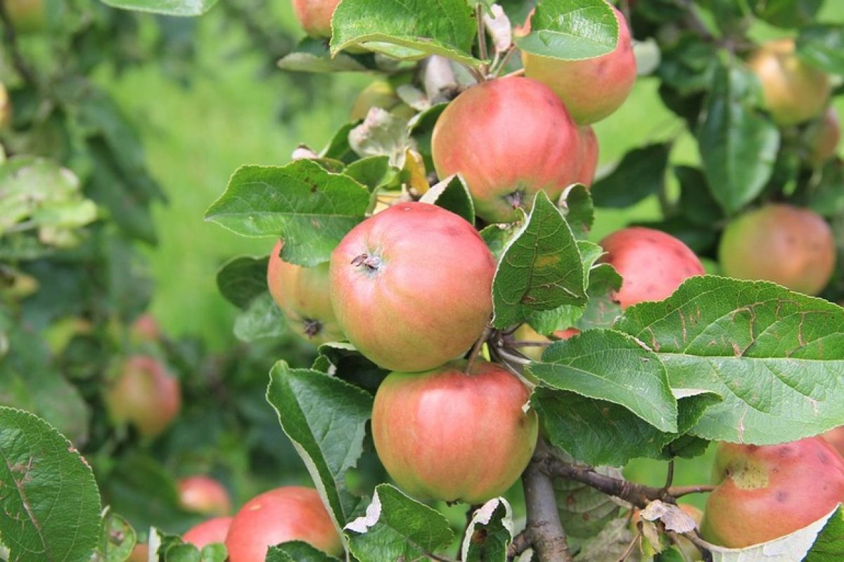 Как защитить яблоню от ожогов хабаровской весной
