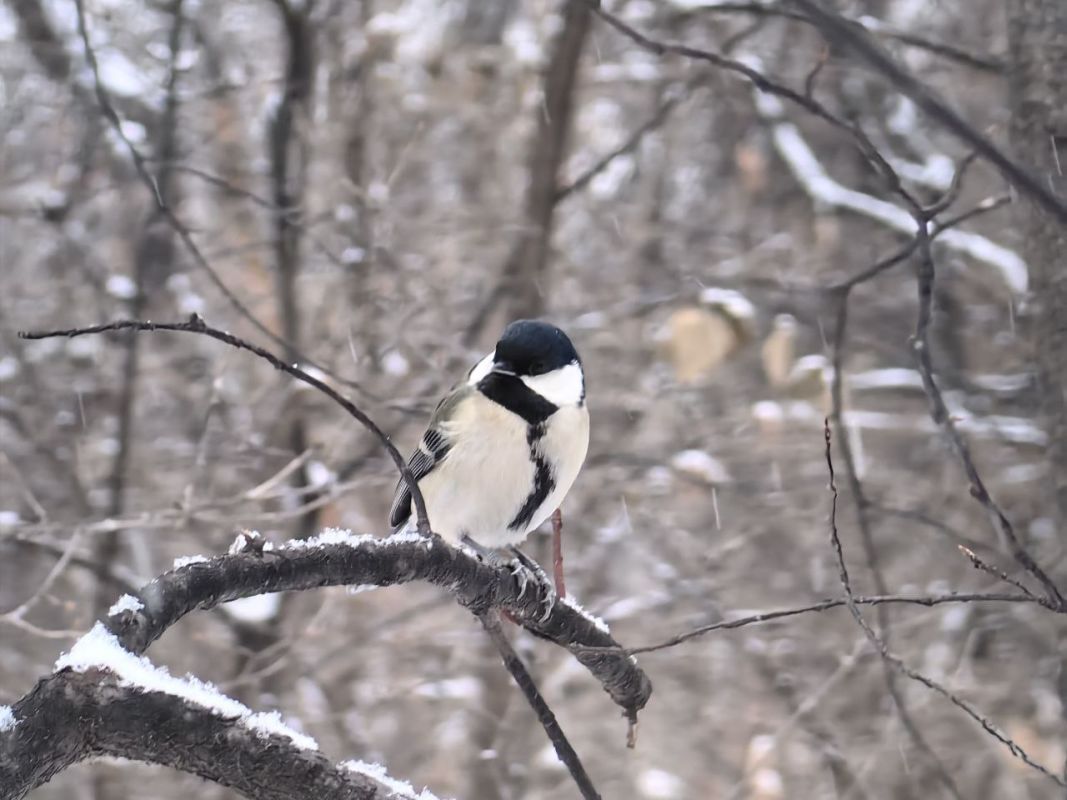 Магнитные бури, радиационный фон и&nbsp;пробки в&nbsp;Хабаровске 6 января