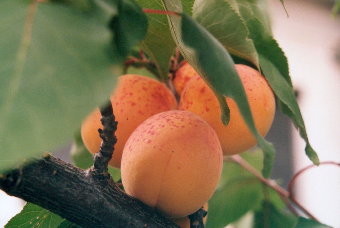 Дальневосточные абрикосы - закладываем свой сад