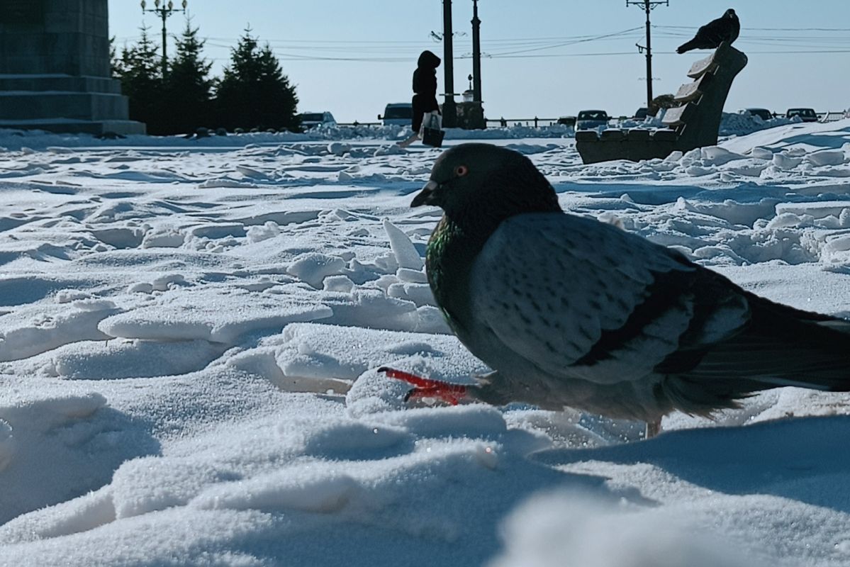 Хабаровские дети спасают птиц от&nbsp;мороза: мастерят кормушки и&nbsp;угощают синичек салом