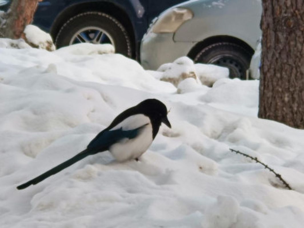 Магнитные бури, радиационный фон и&nbsp;пробки в&nbsp;Хабаровске 10 января