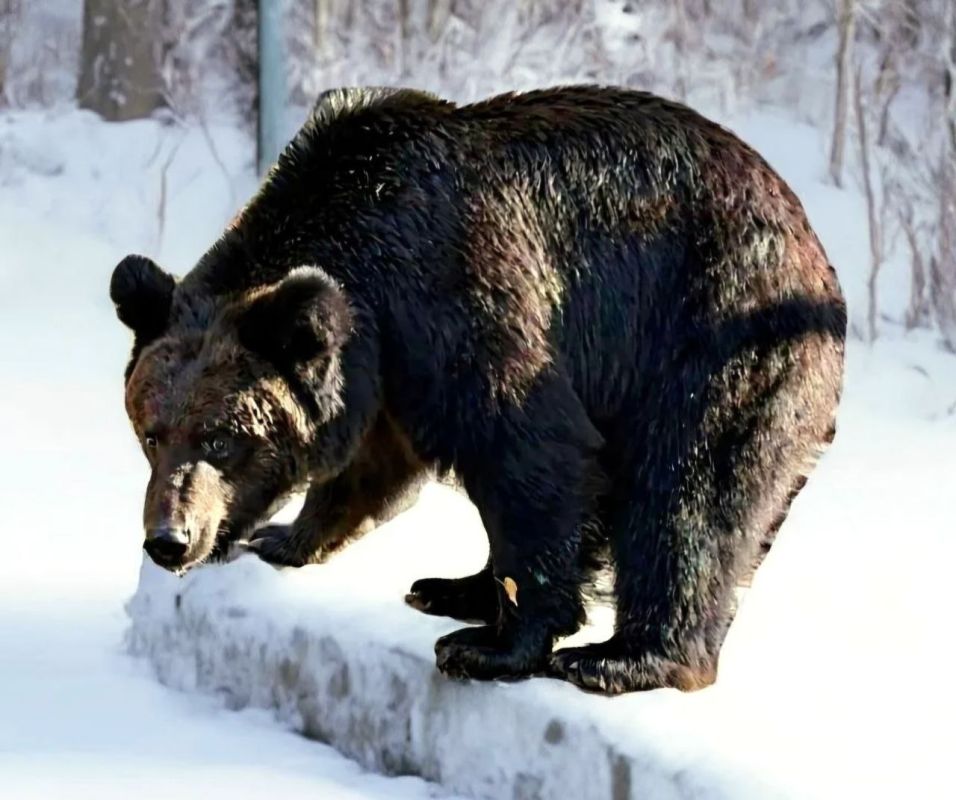 Медведь Буржуй из&nbsp;зоосада «Приамурский» проспал свой третий день рождения