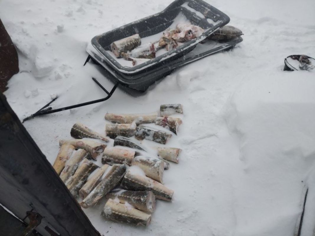 Рецидивист в&nbsp;Хабаровском крае задержан с&nbsp;55 фрагментами калуги и&nbsp;наркотиками