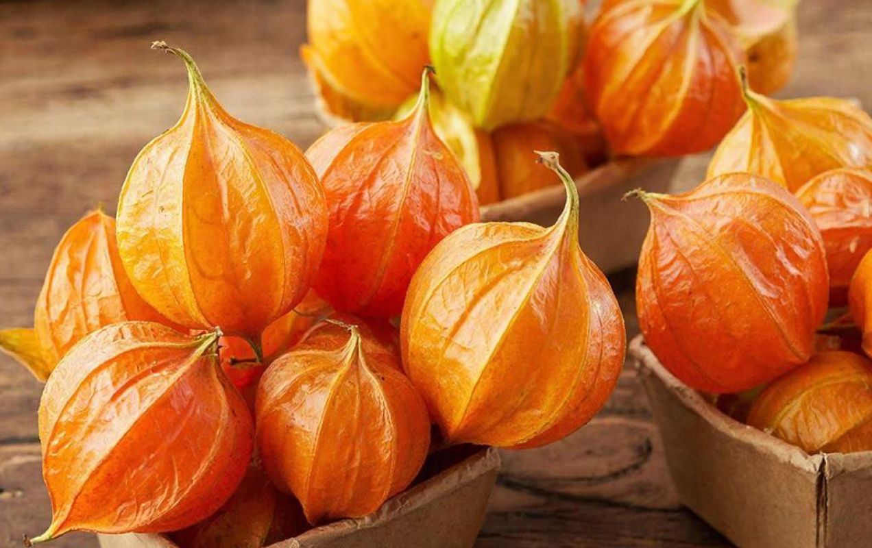 Физалис земляничный и&nbsp;овощной: советы по&nbsp;выращиванию для&nbsp;хабаровских садоводов