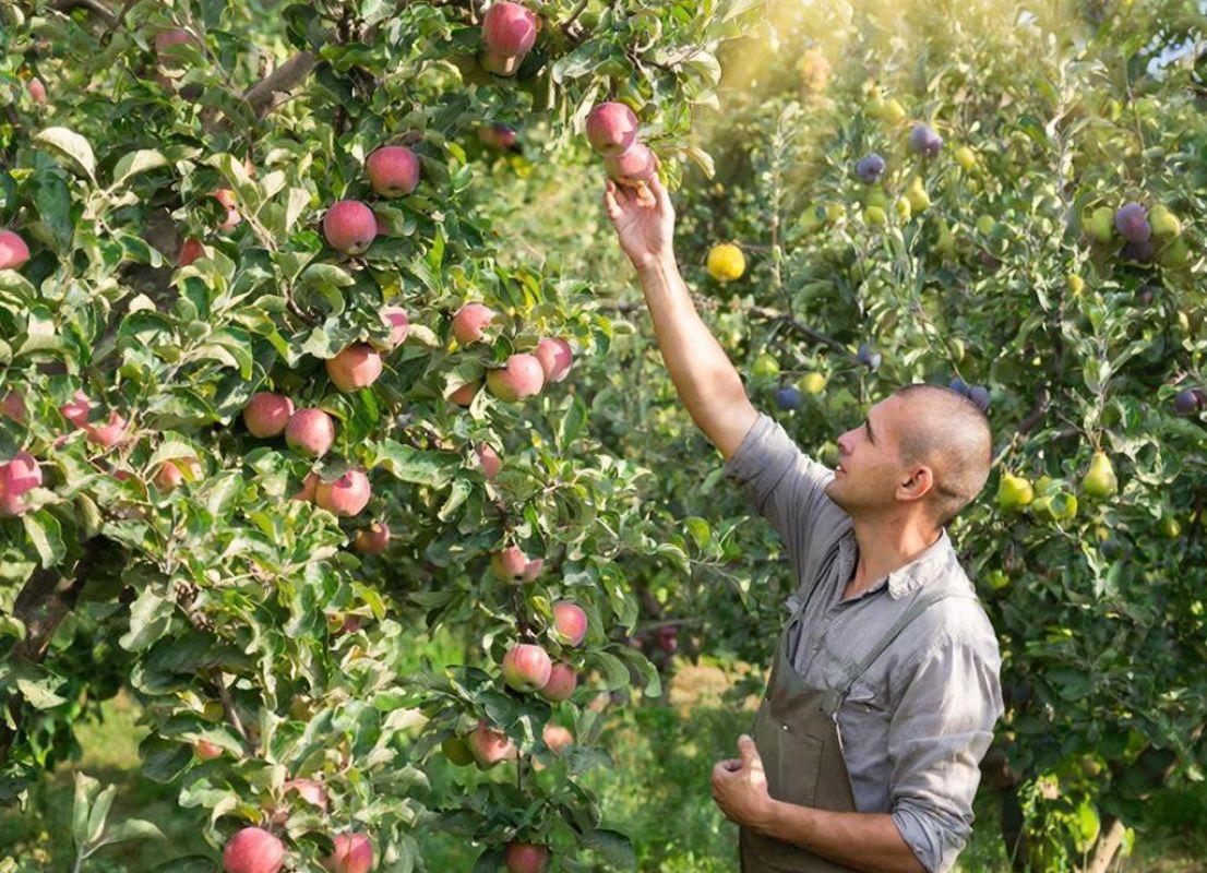 Выбираем плодовые культуры в&nbsp;Хабаровском крае с&nbsp;учётом зон плодоводства