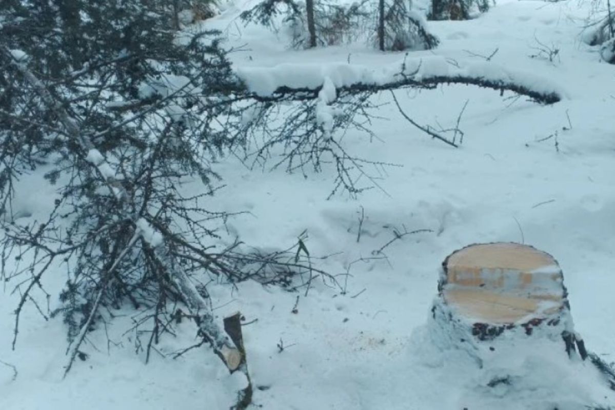 Шесть незаконных вырубок новогодних деревьев выявили в&nbsp;Хабаровском крае