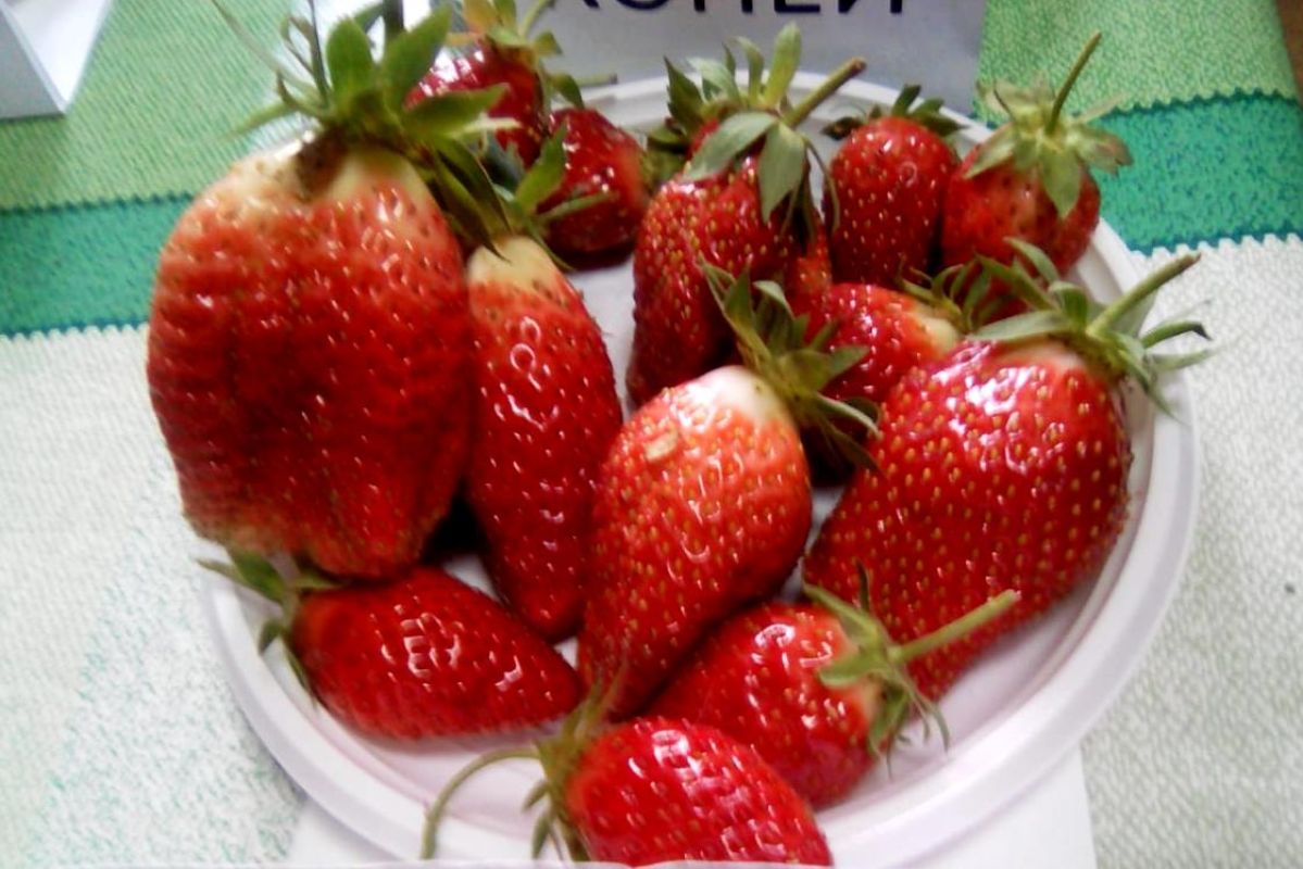 Самая желанная ягода: земляничная выставка прошла в «Дачном счастье»