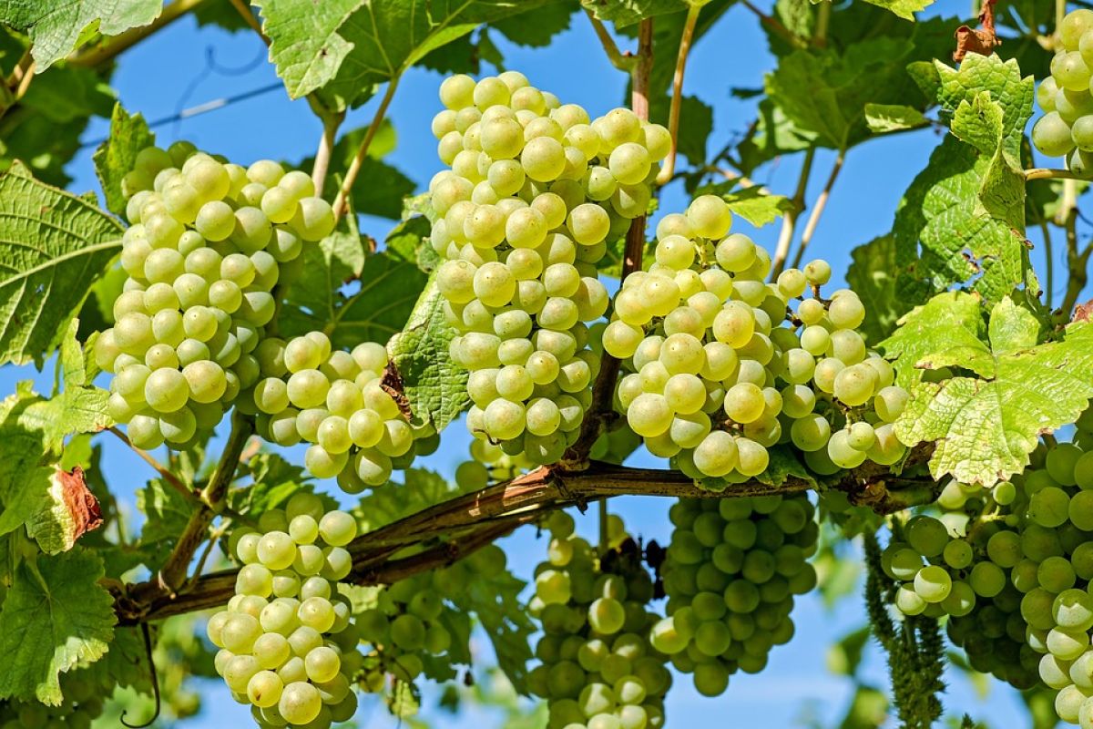 Виноград: выломка зеленых побегов на молодых кустах