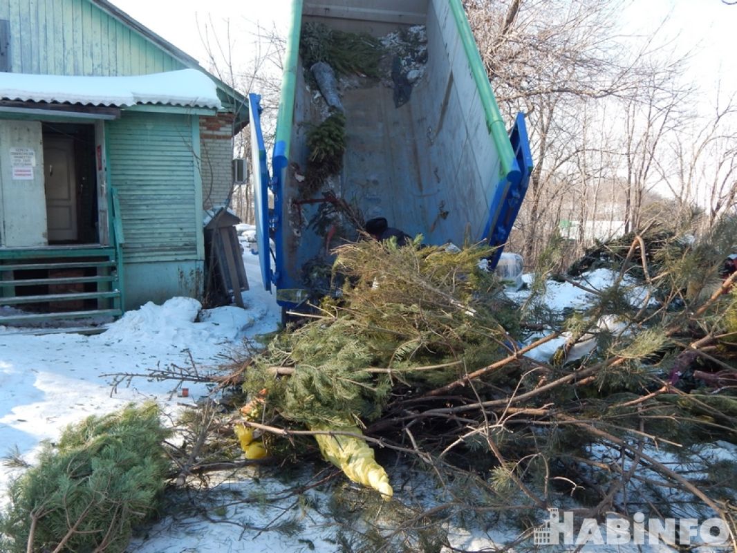 Сотня новогодних деревьев прибыла в&nbsp;хабаровский зоосад