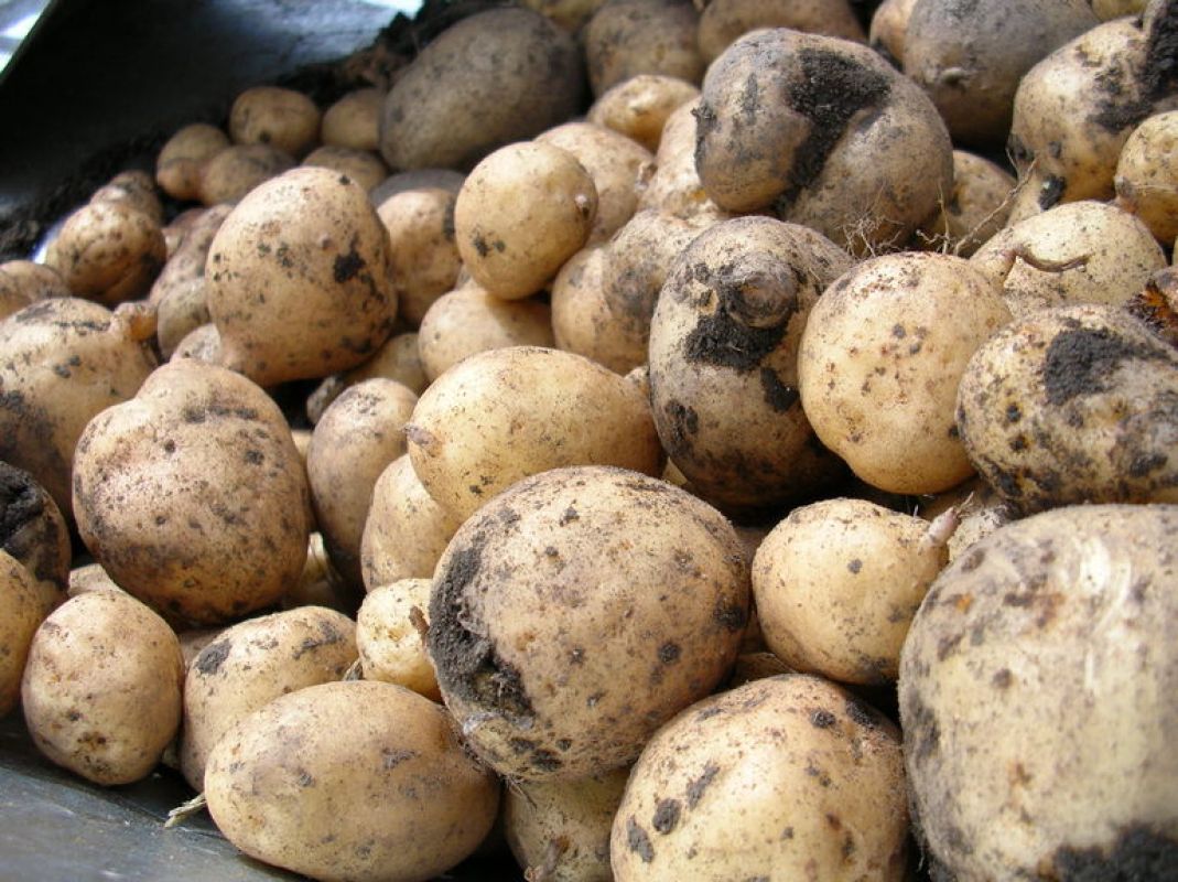 Личный опыт выращивания картофеля под листвой