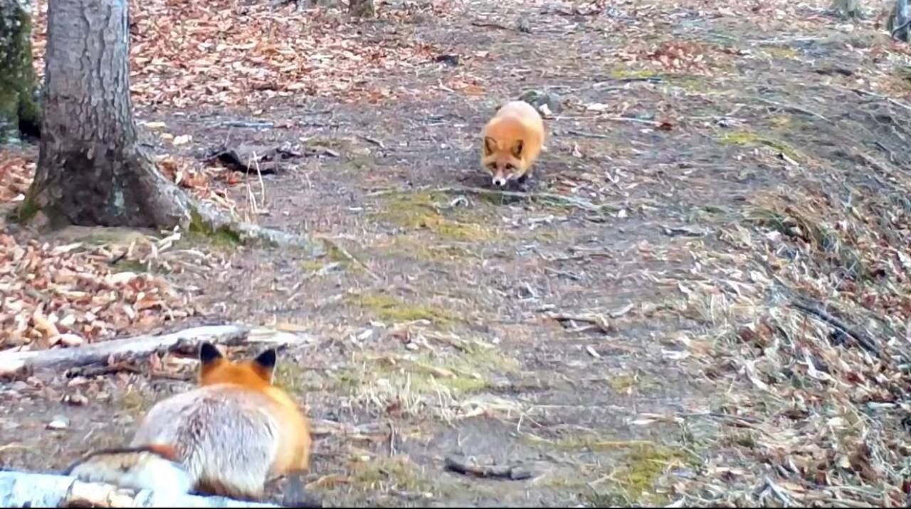 Фотоловушка засняла игры лисиц в&nbsp;нацпарке Дальнего Востока