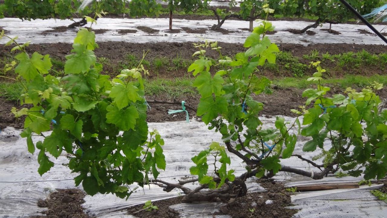 Летние зеленые операции в винограднике Приморья
