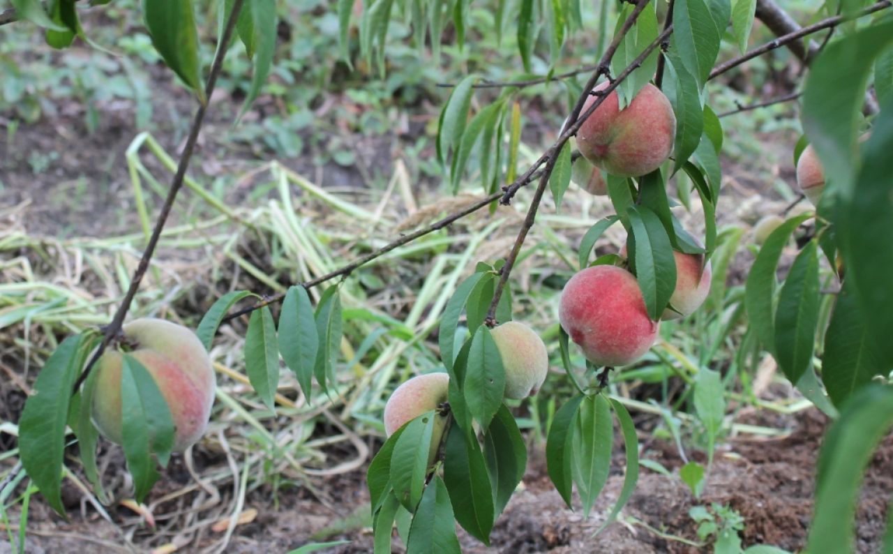 О выращивании персика в Хабаровском крае рассказал народный сортоиспытатель Сергей Чудопалов