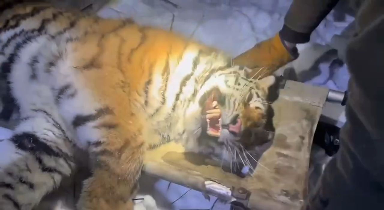 Специалисты госохотнадзора отловили конфликтную тигрицу в&nbsp;районе имени Лазо