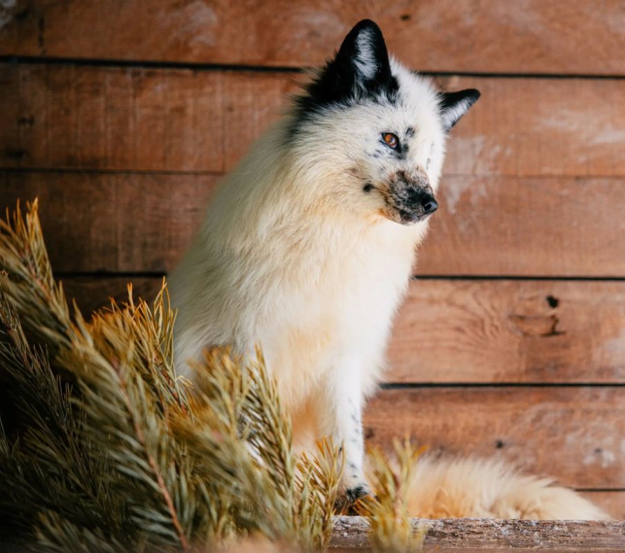 В зоосад «Приамурский» привезли две тысячи новогодних ёлок для&nbsp;животных
