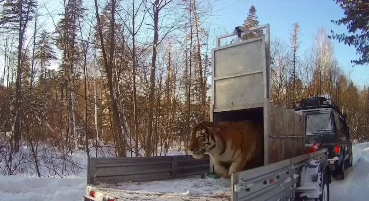 В Хабаровском крае вернули в&nbsp;естественную среду обитания тигрицу вместе с&nbsp;потомством