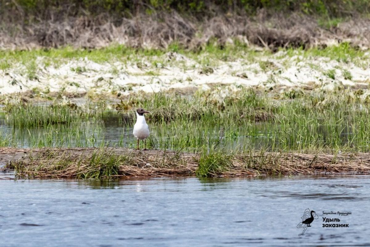 Какой сегодня день: Всемирный день водно-болотных угодий