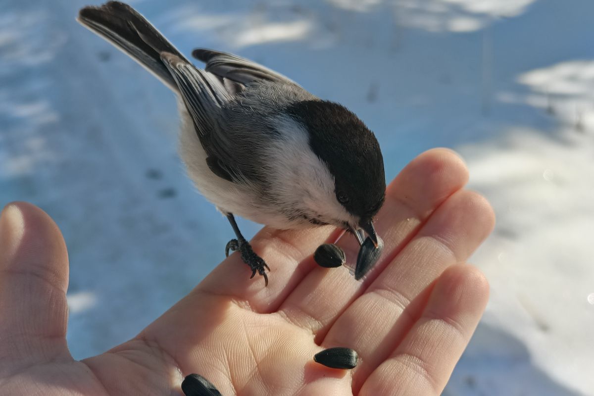 Какой сегодня день: День кормления птиц
