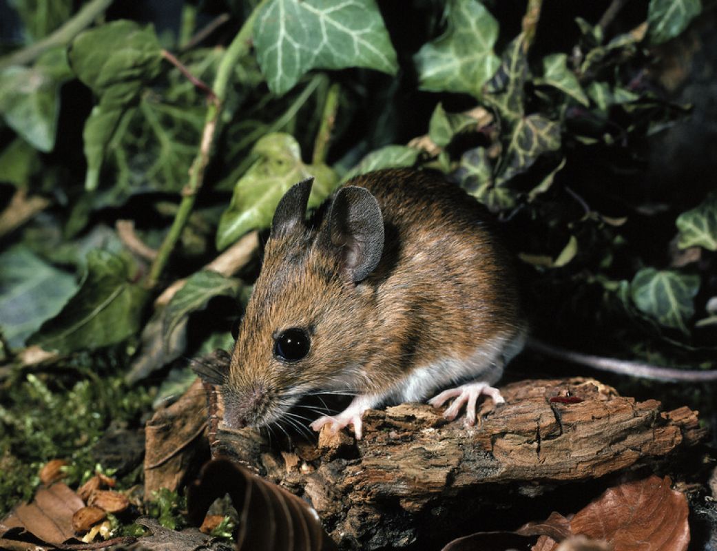 Можно ли употреблять в пищу погрызенный мышами корнеплод