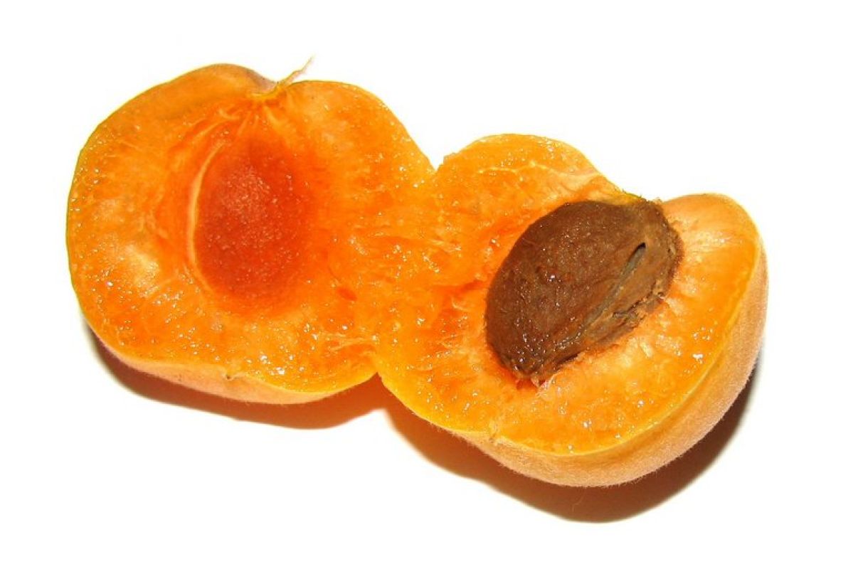 Как долго сохраняют всхожесть семена абрикоса