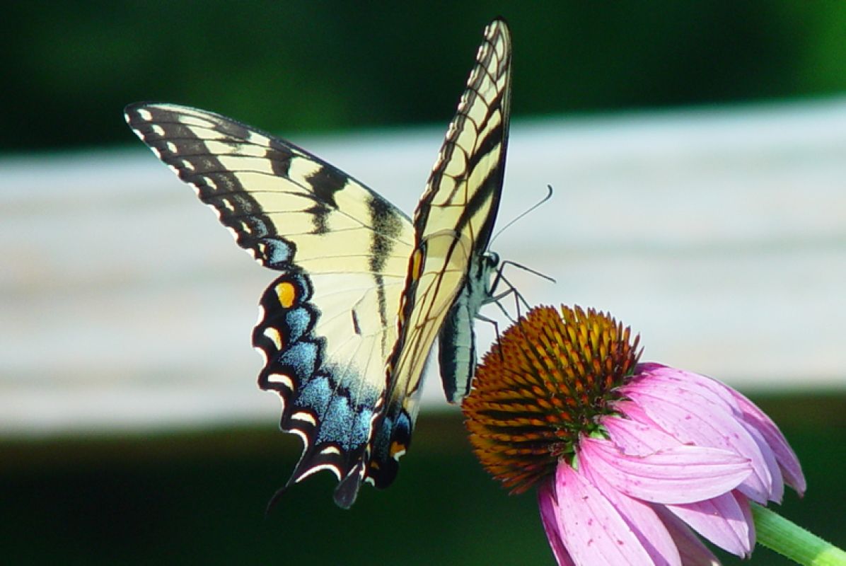 Махаон – красивая бабочка или злостный вредитель?
