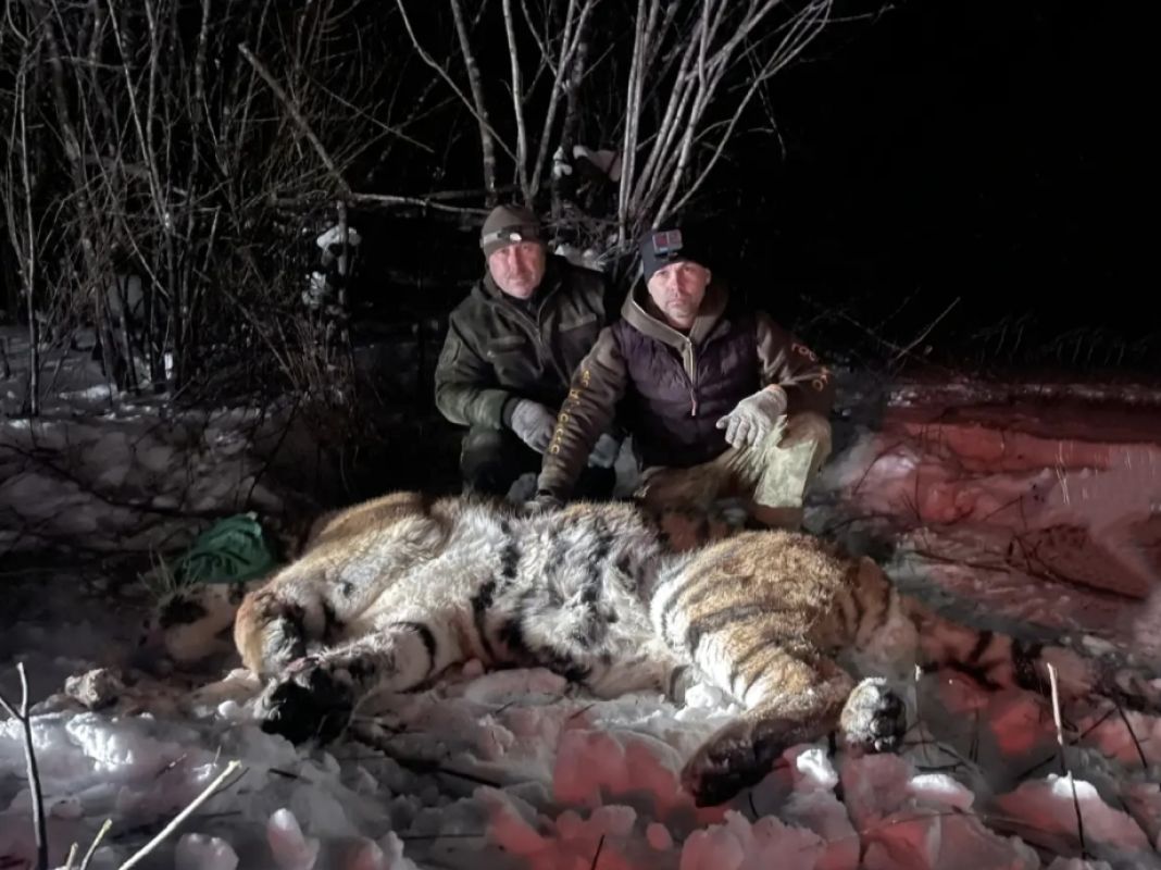 В окрестностях села Найхин отловлен взрослый самец амурского тигра