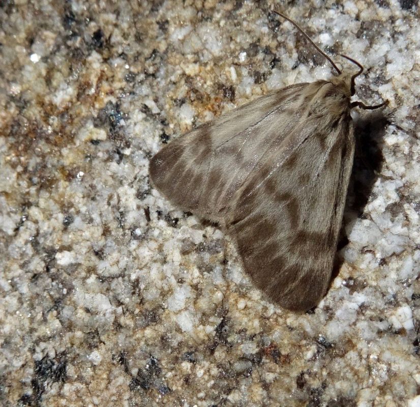 В Хабаровском крае открыли новый вид бабочки