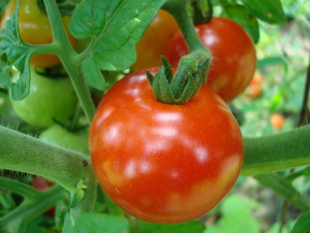 Личный опыт выращивания помидоров