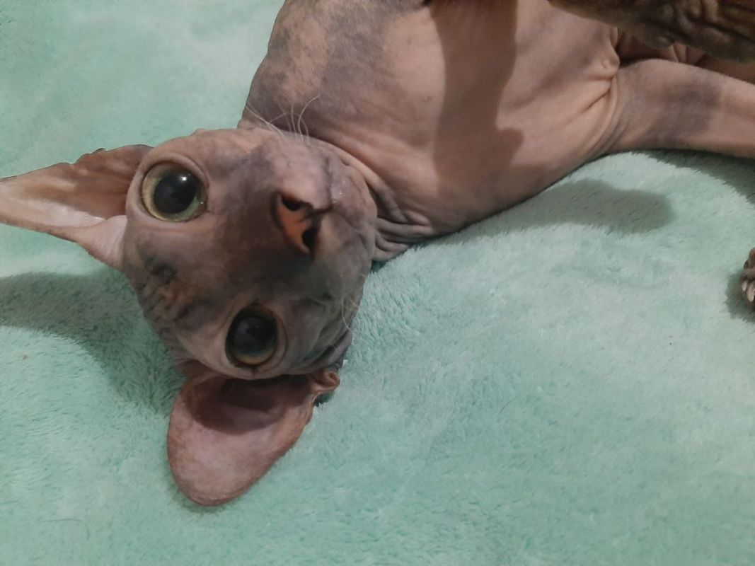 Кейси из&nbsp;Хабаровска: история одного доверия, или&nbsp;Почему «лысики» не&nbsp;сдаются