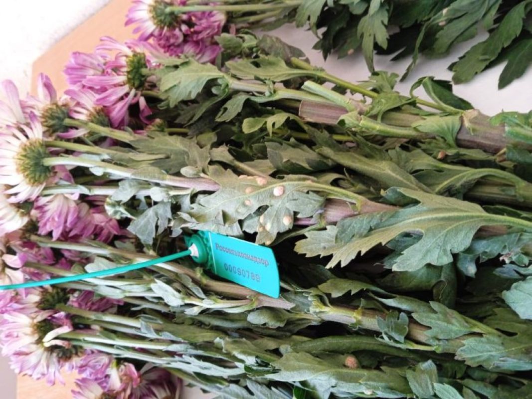 Россельхознадзор заблокировал поставку заражённых цветов в&nbsp;Хабаровск