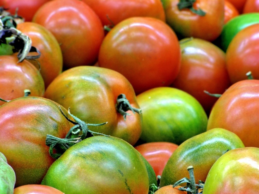 Заготовки из зеленых томатов