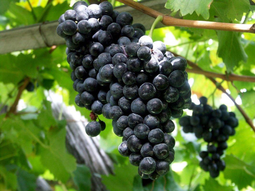 Сорта винограда приморской селекции, пригодные для Хабаровского края