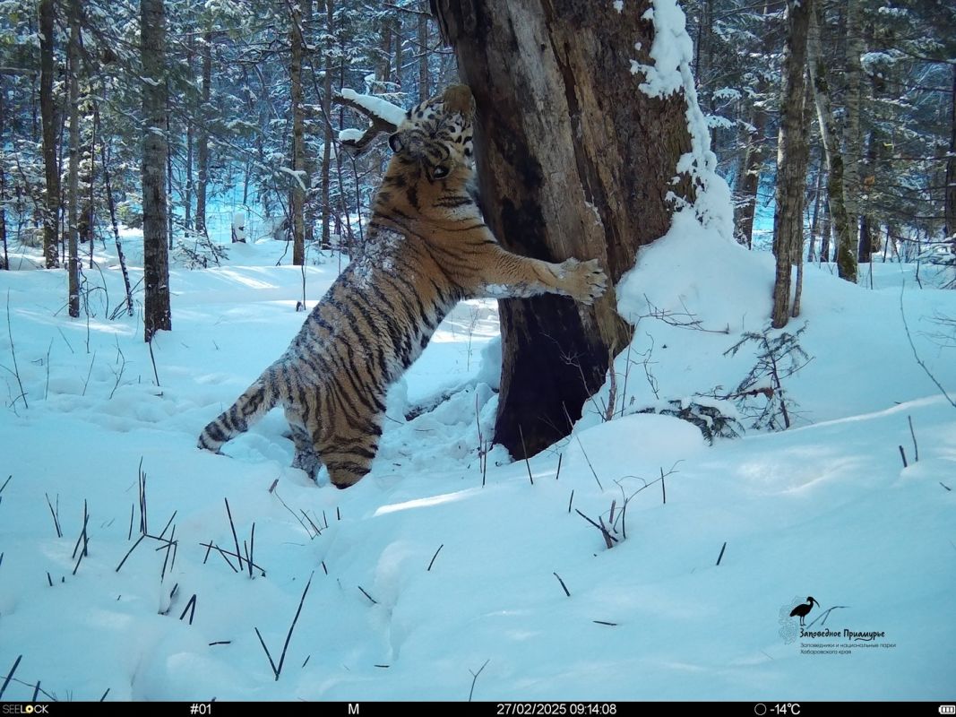 Амурский тигр.