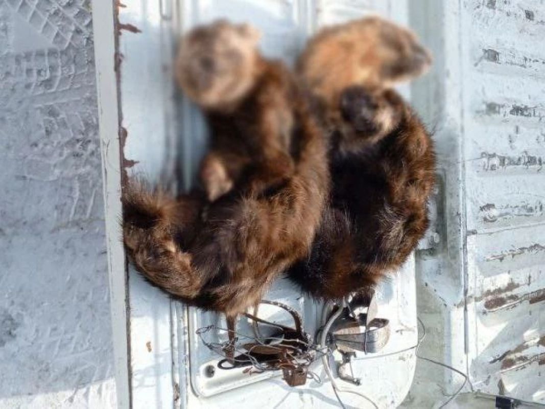 Житель посёлка Южный попался на&nbsp;браконьерстве в&nbsp;районе имени Лазо