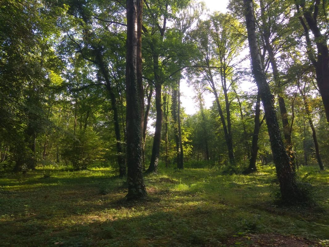 Какой сегодня день: Международный день лесов