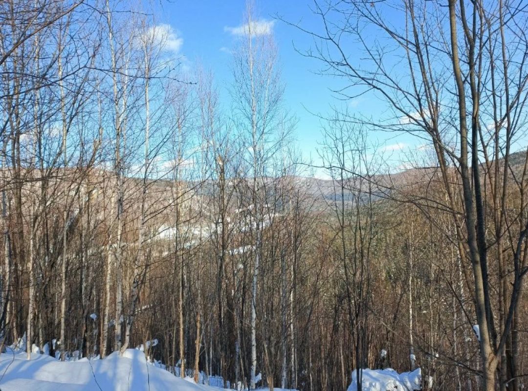 В Хабаровском крае задержали семерых нелегальных лесорубов