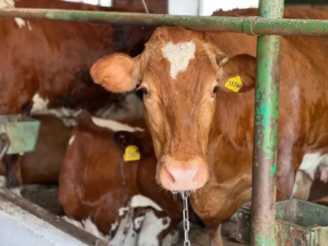 В Хабаровском крае утвердили новые ставки субсидий на&nbsp;содержание скота