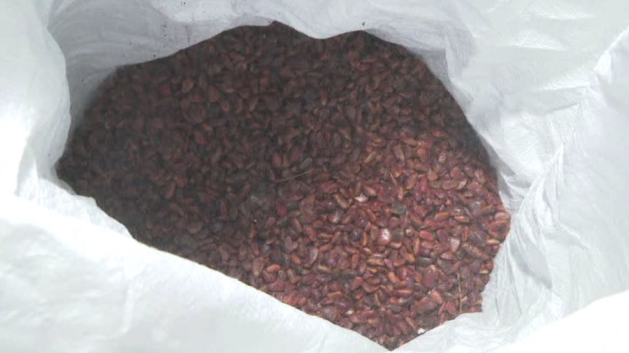 Тонна семян корейской сосны готова к&nbsp;посадке в&nbsp;Хабаровском крае