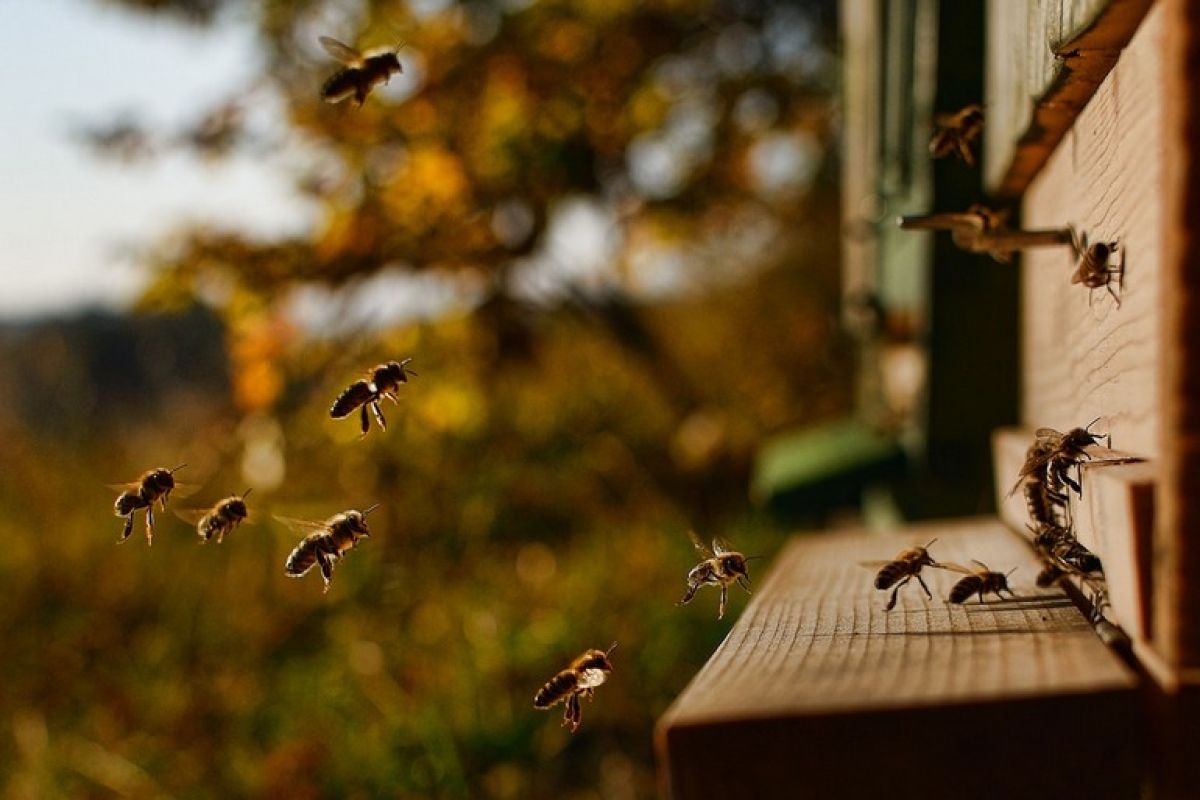 Чтобы пчелы на даче не жалили