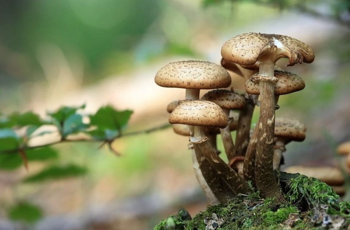 Хабаровчане выращивают грибы на дачных участках и в квартирах