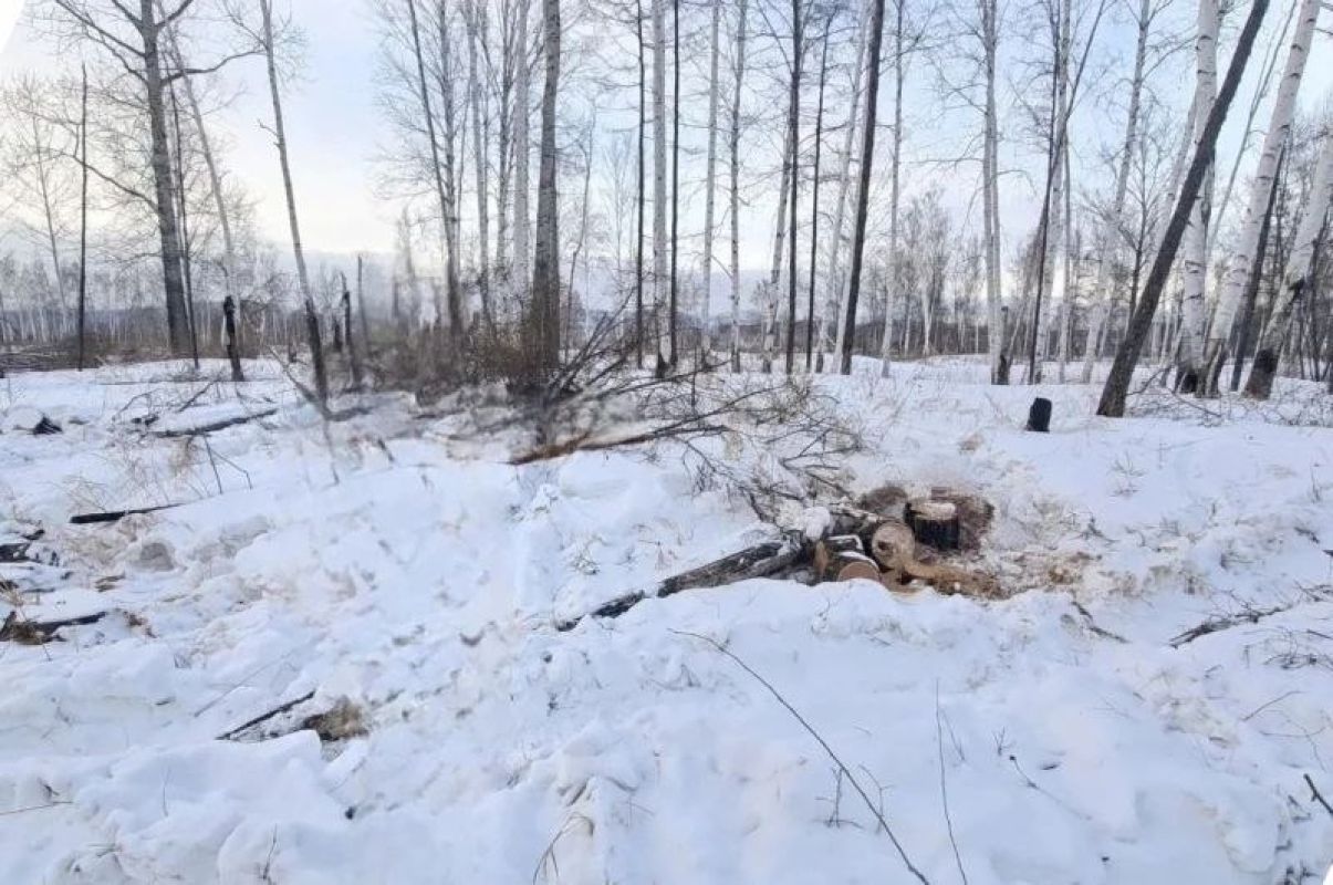 В Хабаровском крае задержали мужчину за&nbsp;незаконную вырубку леса