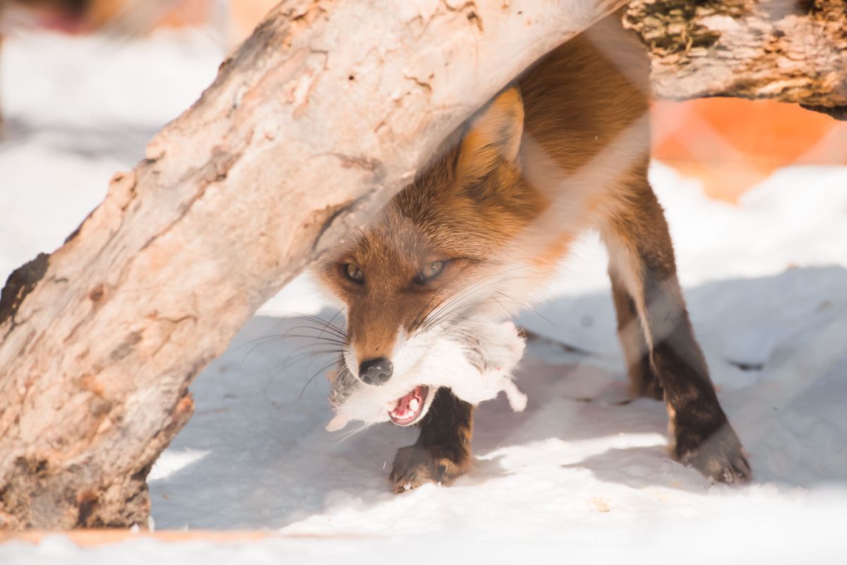 В Амурской области начнут регулировать численность лисиц из‑за случаев бешенства