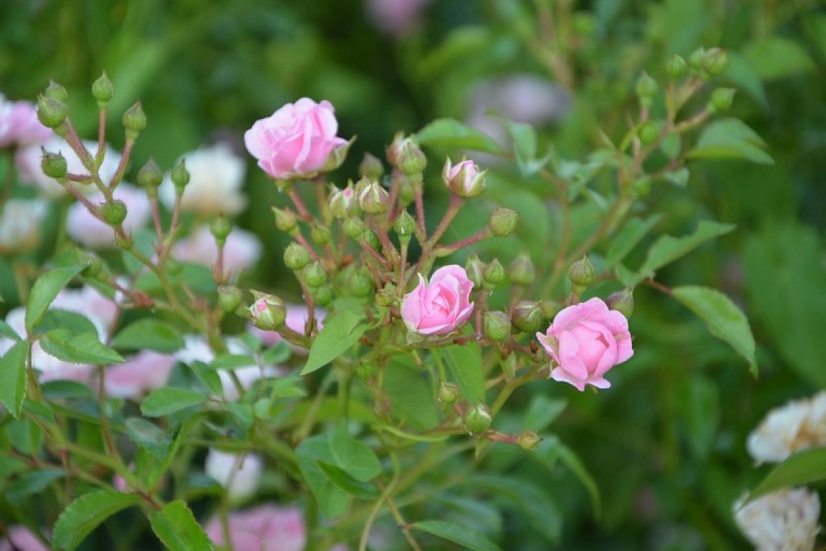 Как сохранить розовые кусты зимой?