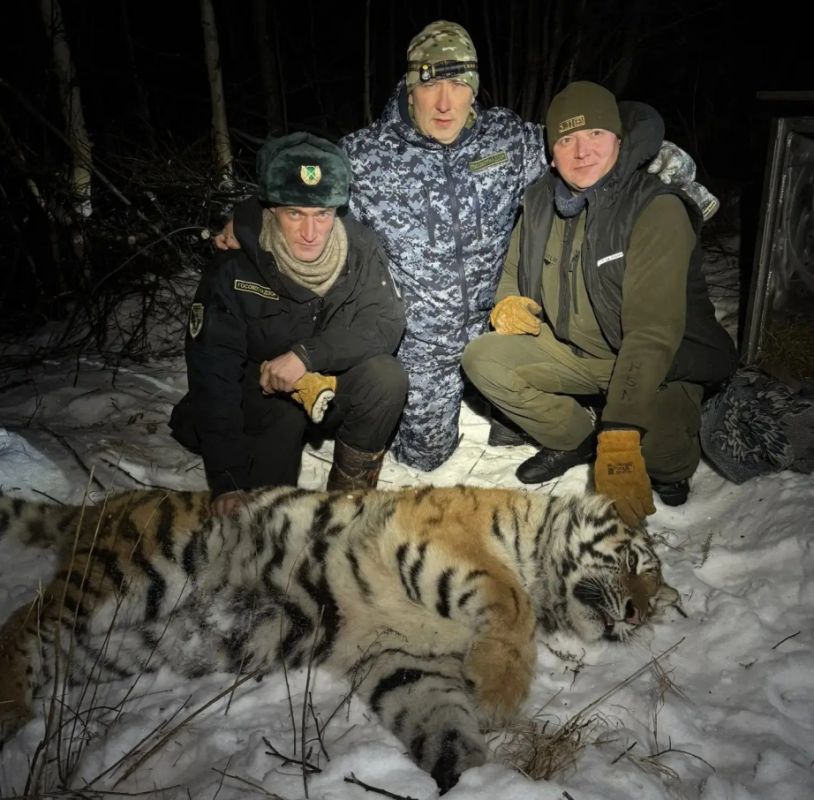 Охотоведы Хабаровского края отловили шесть тигров с&nbsp;начала года