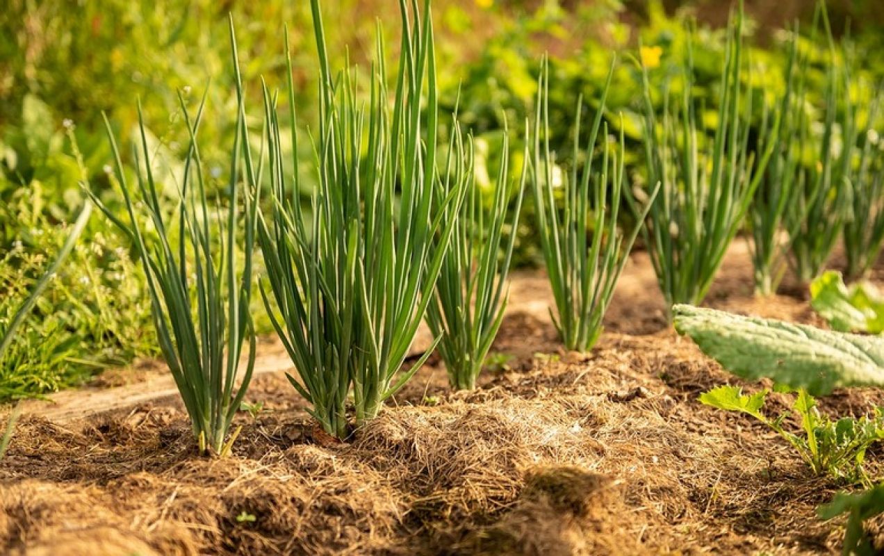 Как вырастить семена сортового лука на своем огороде?