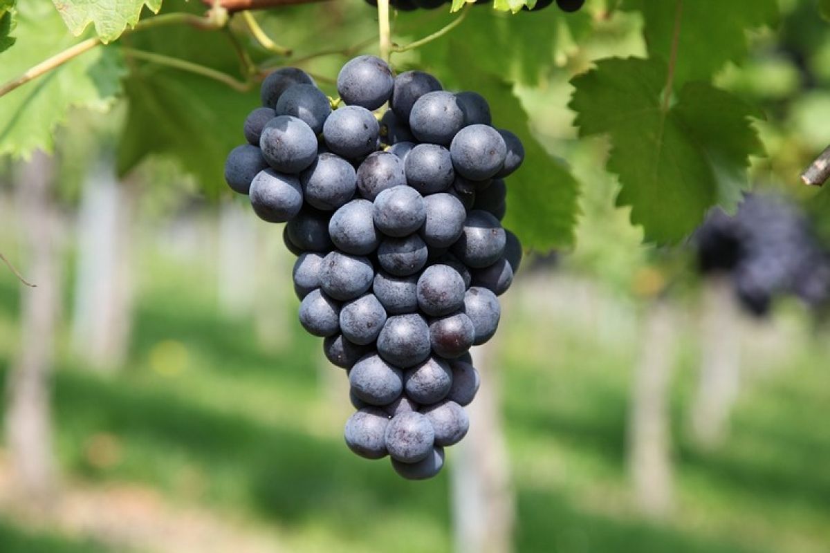 Виноград на болоте: секреты выращивания
